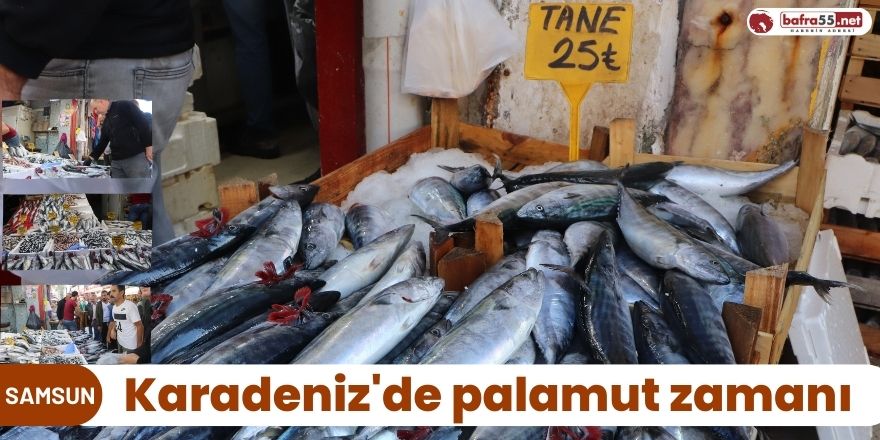 Karadeniz'de palamut zamanı