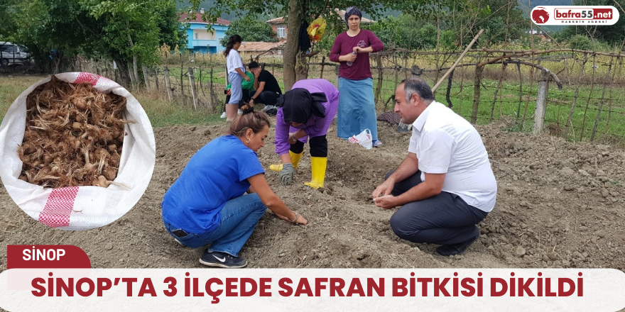 Sinop’ta 3 ilçede safran bitkisi dikildi