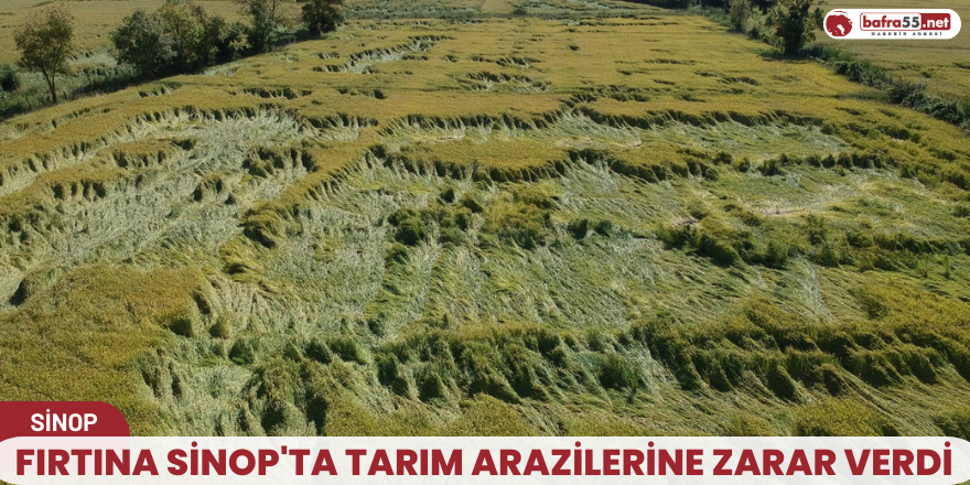 Fırtına Sinop'ta tarım arazilerine zarar verdi