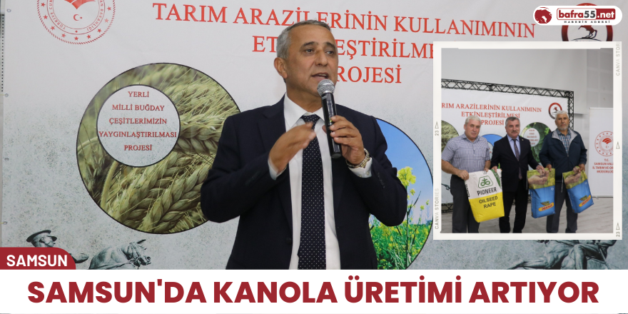 Samsun'da kanola üretimi artıyor