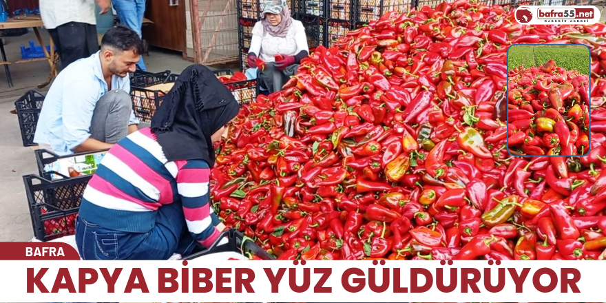 Kapya biber yüz güldürüyor