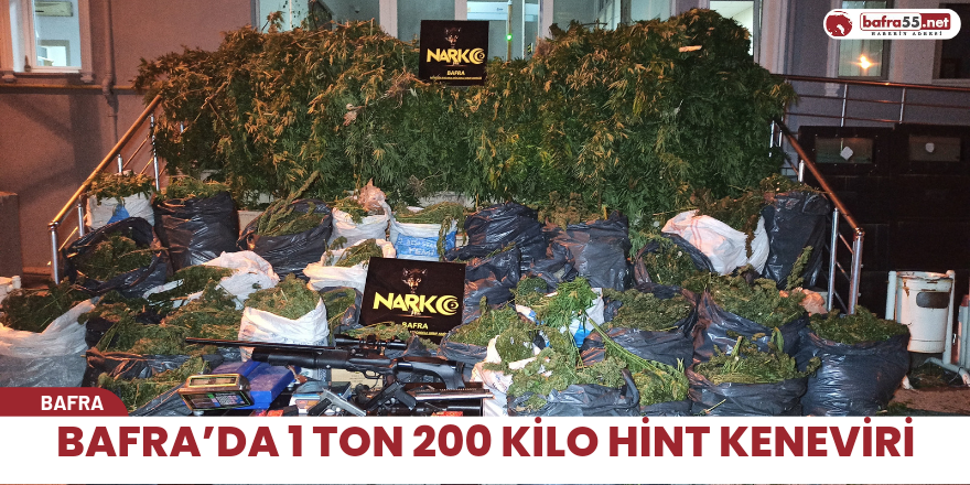 Bafra’da 1 ton 200 kilo Hint keneviri