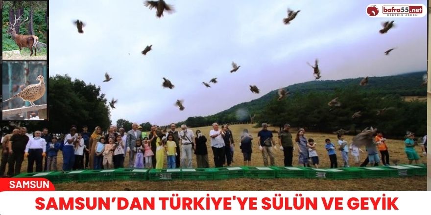 Samsun’dan Türkiye'ye sülün ve geyik