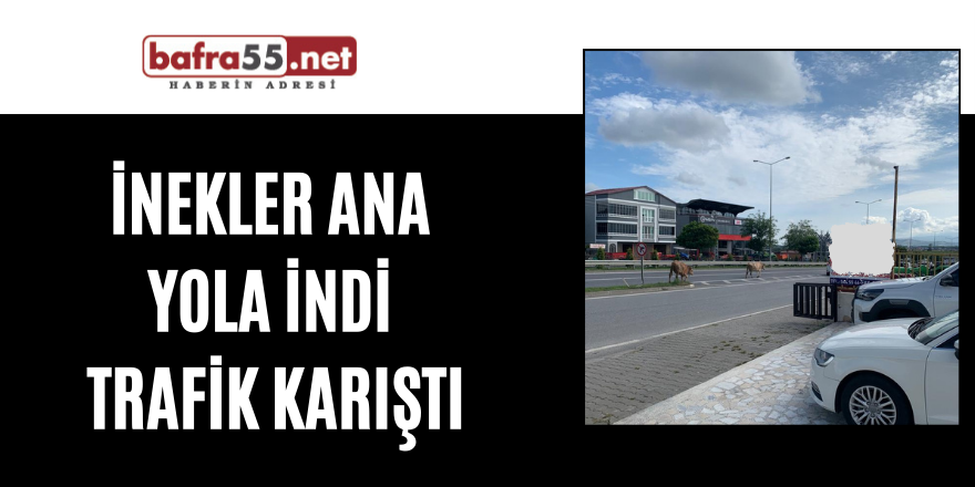 İnekler ana  yola indi  trafik karıştı