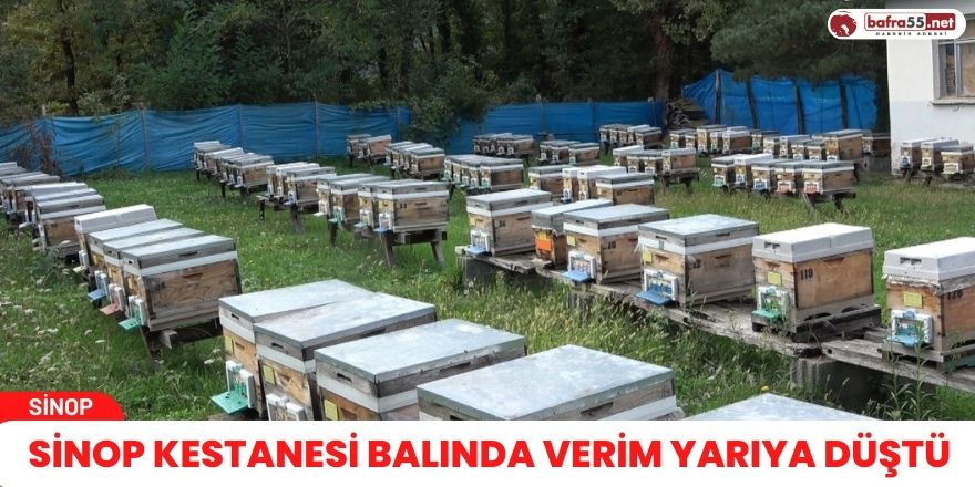 SİNOP KESTANESİ BALINDA VERİM YARIYA DÜŞTÜ