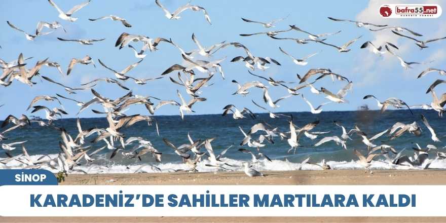 Karadeniz’de sahiller martılara kaldı