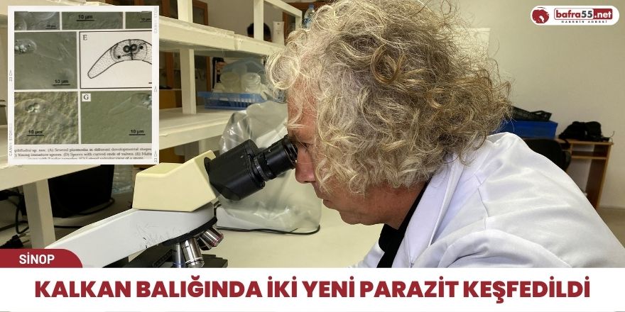 Kalkan balığında iki yeni parazit keşfedildi