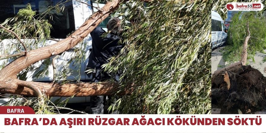 Bafra’da Aşırı Rüzgar Ağacı Kökünden Söktü