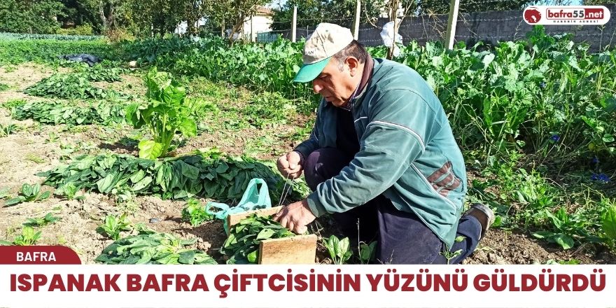 Ispanak Bafra Çiftcisinin Yüzünü Güldürdü