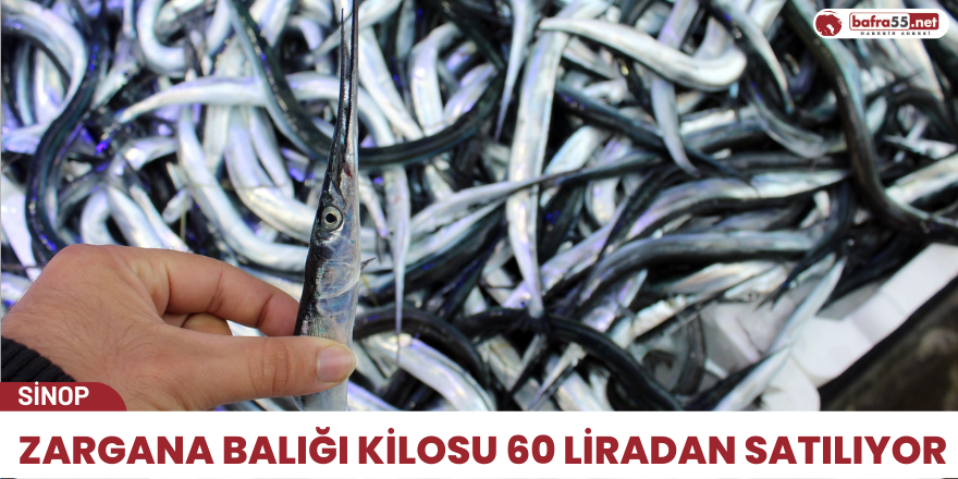 Zargana balığı kilosu 60 liradan satılıyor