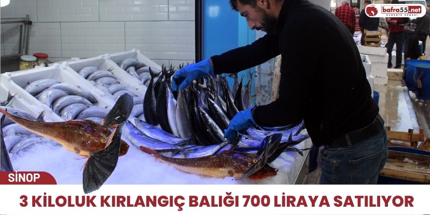 3 kiloluk kırlangıç balığı 700 liraya satılıyor