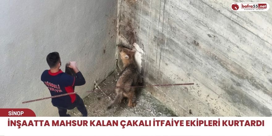 İnşaatta mahsur kalan çakalı itfaiye ekipleri kurtardı