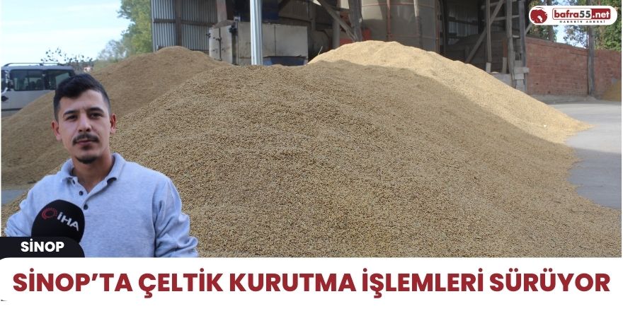 Sinop’ta çeltik kurutma işlemleri sürüyor