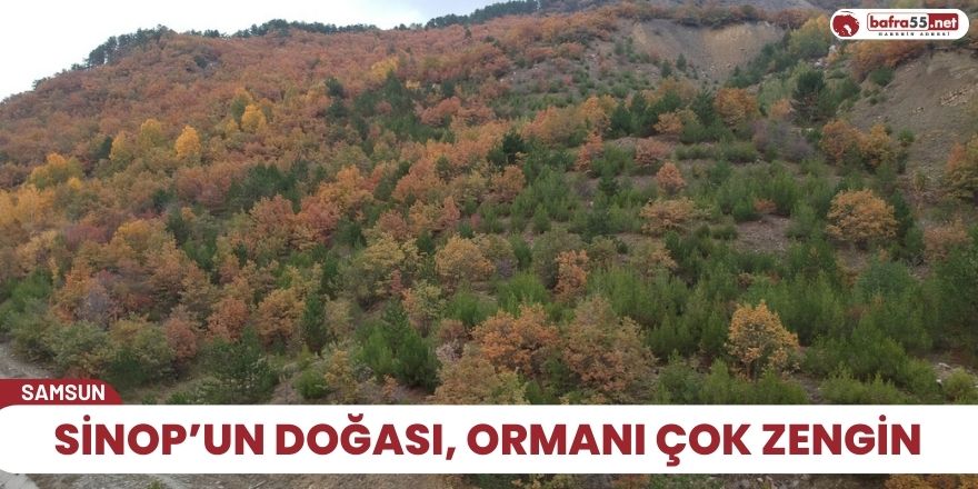 Sinop’un doğası, ormanı çok zengin