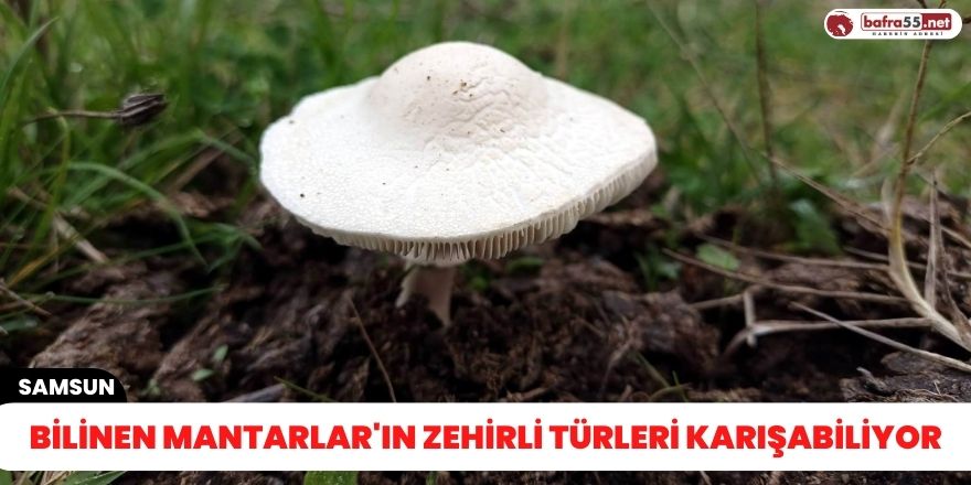 Bilinen mantarlar'ın zehirli türleri karışabiliyor