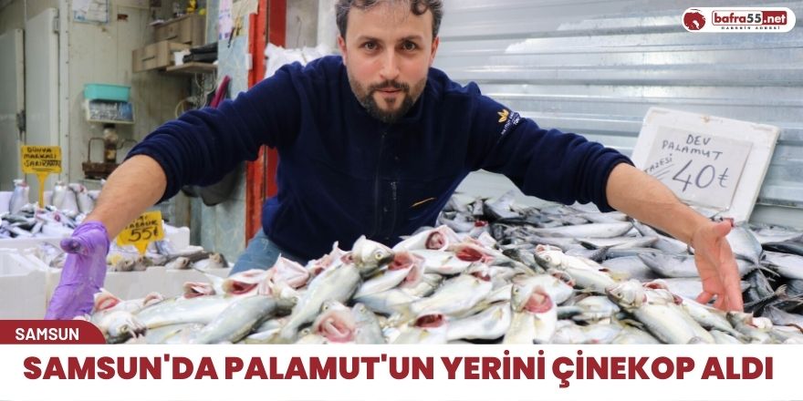 Samsun'da Palamut'un yerini çinekop aldı