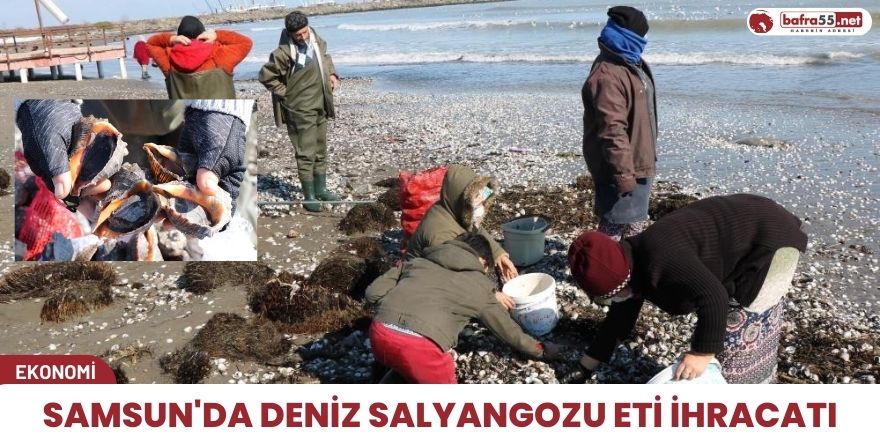 Samsun'da deniz salyangozu eti ihracatı