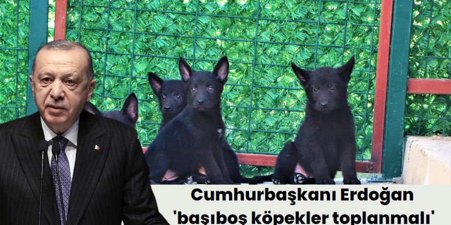 Cumhurbaşkanı Erdoğan 'başıboş köpekler toplanacak'