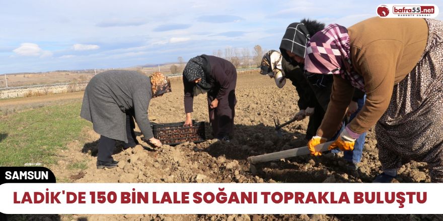 Ladik'de 150 bin lale soğanı toprakla buluştu