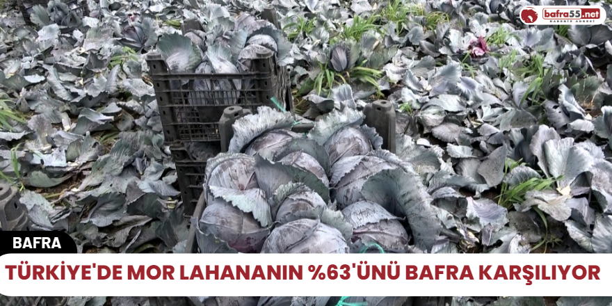 Türkiye'de mor lahananın %63'ünü Bafra karşılıyor