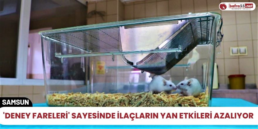 'Deney fareleri' sayesinde ilaçların yan etkileri azalıyor