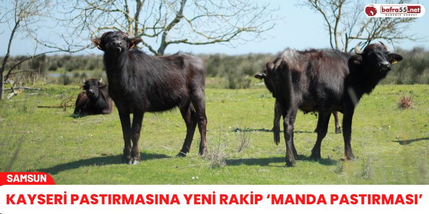 Kayseri pastırmasına yeni rakip ‘manda pastırması’