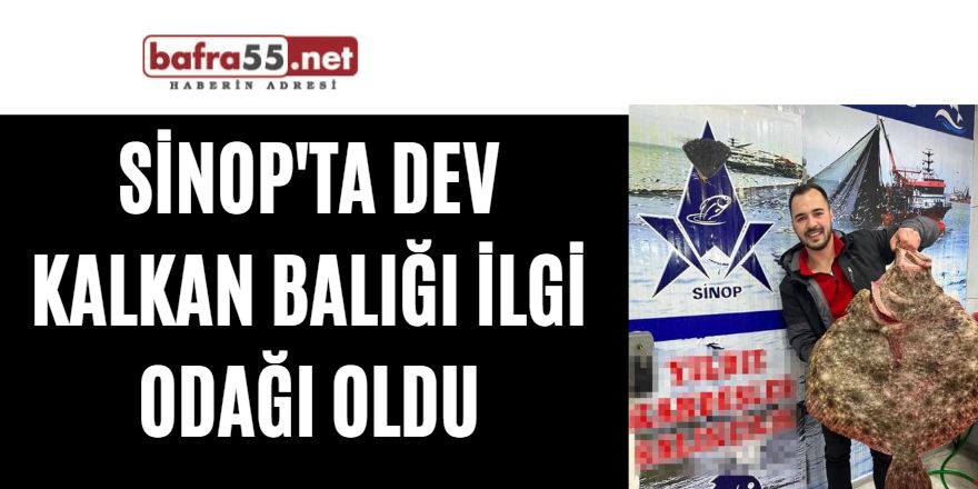 Sinop'ta dev kalkan balığı ilgi odağı oldu