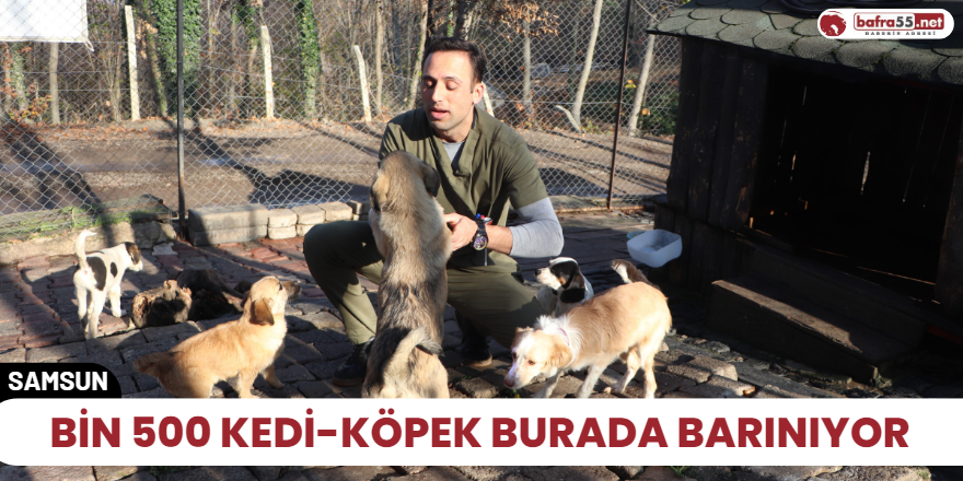 Bin 500 kedi-köpek burada barınıyor