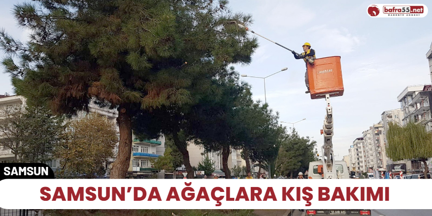 Samsun’da ağaçlara kış bakımı