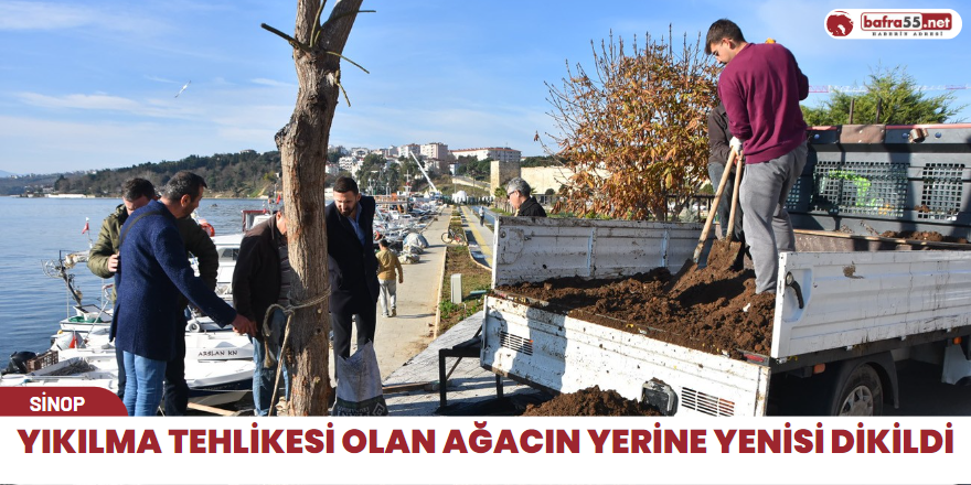 Yıkılma tehlikesi olan ağacın yerine yenisi dikildi