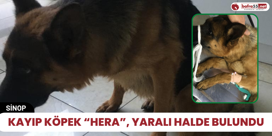 Kayıp köpek “hera”, yaralı halde bulundu