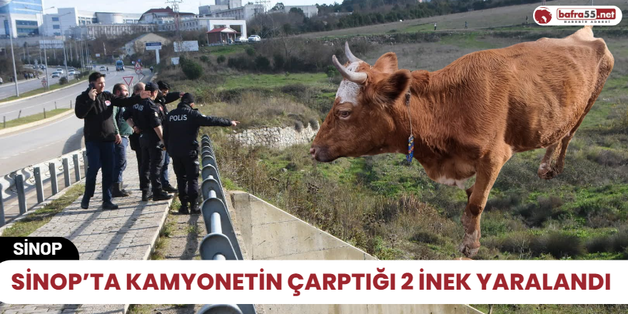 Sinop’ta kamyonetin çarptığı 2 inek yaralandı