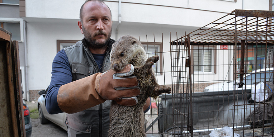 Yaralı su samsuru tedavi altına alındı