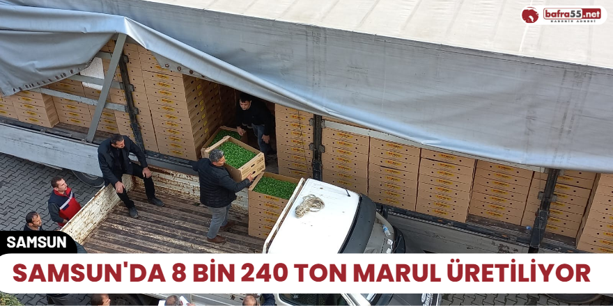 Samsun'da 8 bin 240 ton marul üretiliyor