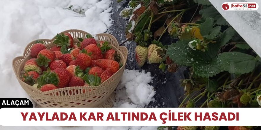 Yaylada kar altında çilek hasadı