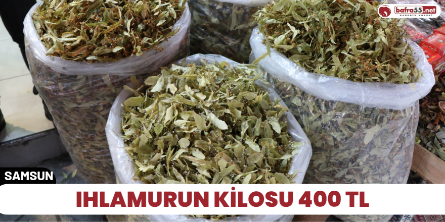 Ihlamurun kilosu 400 TL