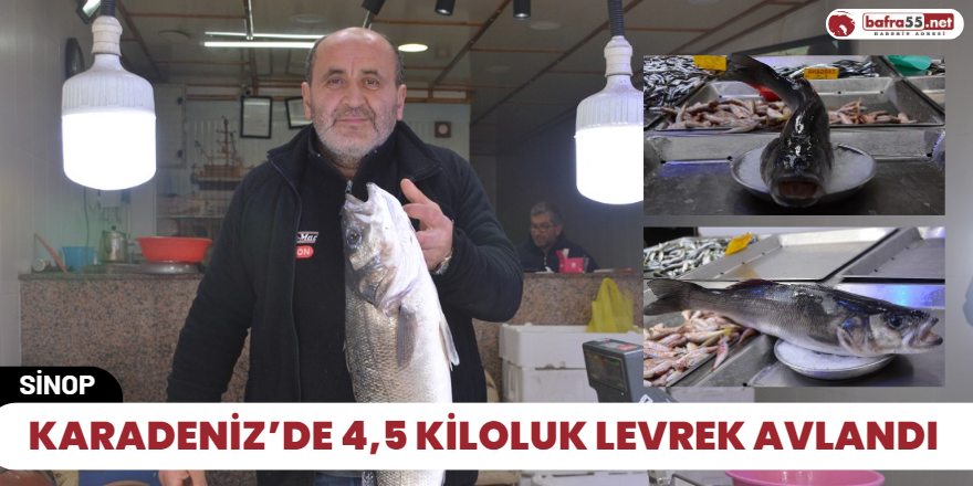 Karadeniz’de 4,5 kiloluk levrek avlandı