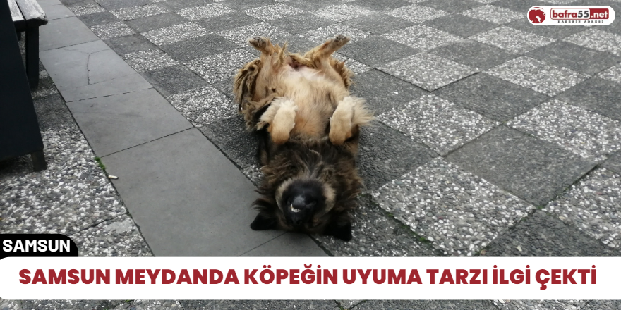 Samsun meydanda köpeğin uyuma tarzı ilgi çekti