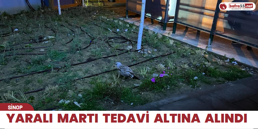 Yaralı Martı tedavi altına alındı