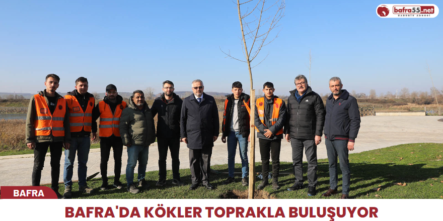 Bafra'da kökler toprakla buluşuyor