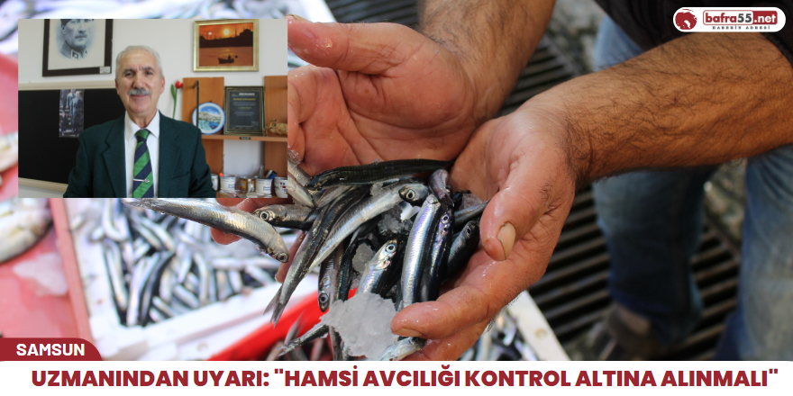 Uzmanından uyarı: "Hamsi avcılığı kontrol altına alınmalı"