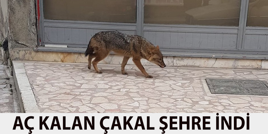 Aç kalan Çakal şehre indi