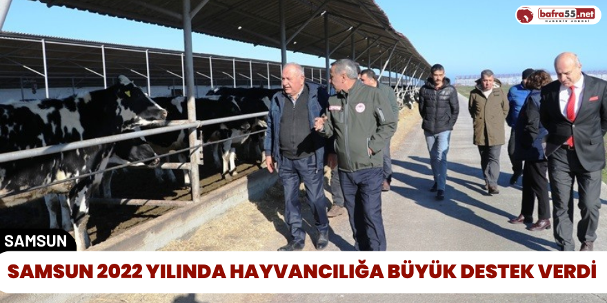 Samsun 2022 Yılında Hayvancılığa Büyük Destek Verdi