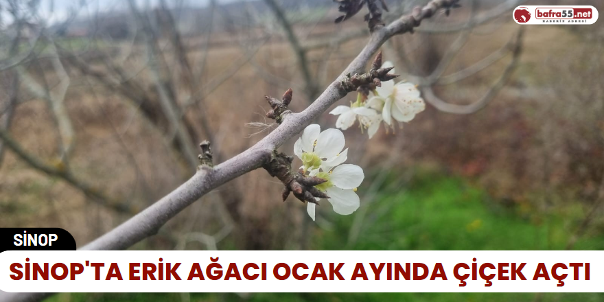Sinop'ta Erik Ağacı Ocak Ayında Çiçek Açtı