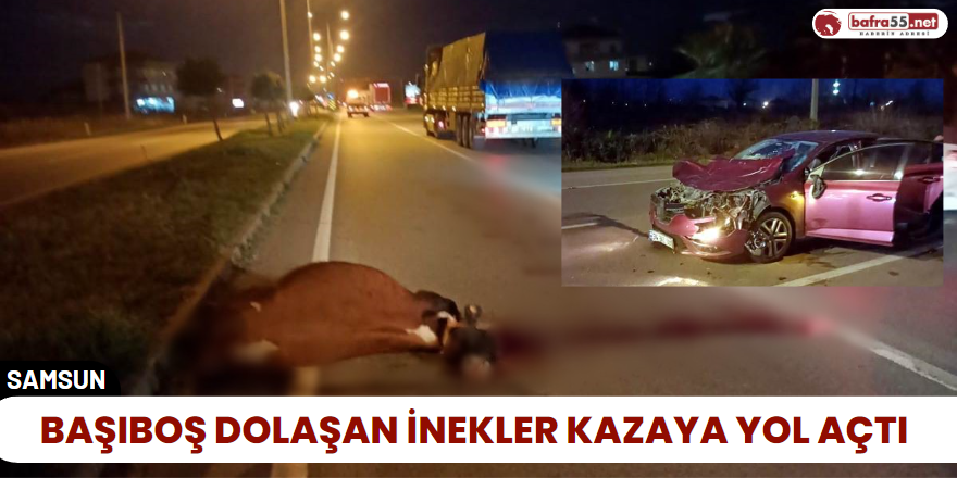 Başıboş Dolaşan İnekler Kazaya Yol Açtı