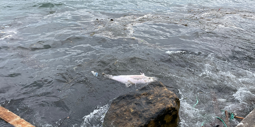 Sinop'ta sahilde kıyıya vurmuş bir ölü yunus bulundu
