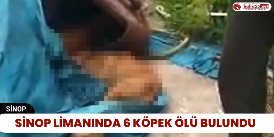 Sinop Limanında 6 Köpek Ölü Bulundu