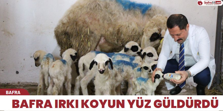 Bafra ırkı koyun yüz güldürdü