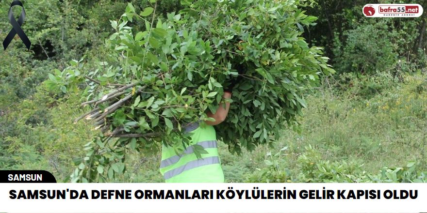 Samsun'da defne ormanları köylülerin gelir kapısı oldu