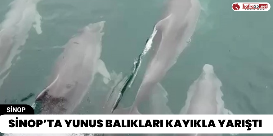 Sinop’ta Yunus Balıkları Kayıkla Yarıştı